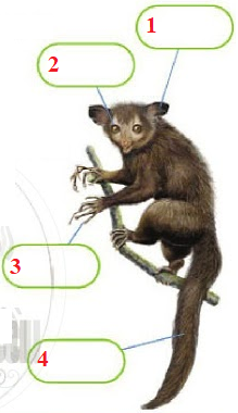 Comprehension - Unit 2. Monkeys Are Amazing! - Tiếng Anh 6 - Explore English 1 1