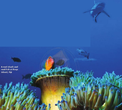 Preview - Unit 3. Where's the Shark? - Tiếng Anh 6 - Explore English 1 1
