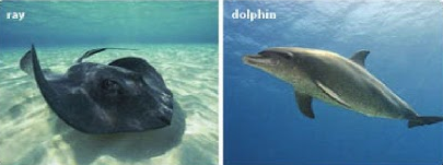 Preview - Unit 3. Where's the Shark? - Tiếng Anh 6 - Explore English 1 2