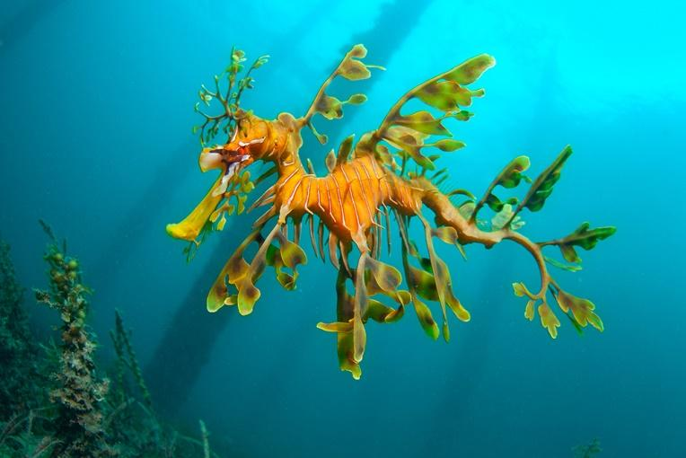 Reading: Strange sea animals - Unit 3. Where's the Shark? - Tiếng Anh 6 - Explore English 0 1