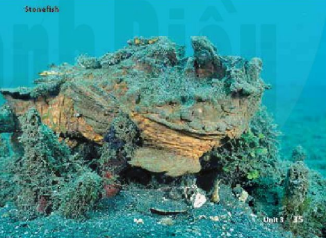 Reading: Strange sea animals - Unit 3. Where's the Shark? - Tiếng Anh 6 - Explore English 0 2
