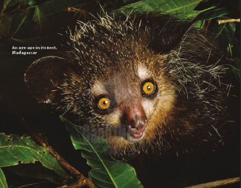 Reading:The amazing aye-aye - Unit 2. Monkeys Are Amazing! - Tiếng Anh 6 - Explore English 0 1