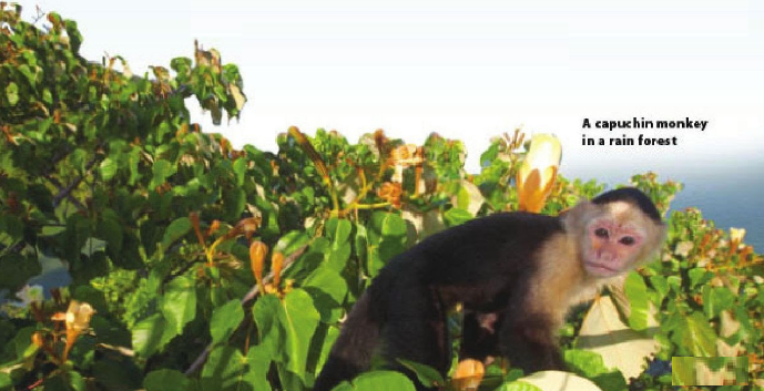 Video: Capony Creatures - Unit 2. Monkeys Are Amazing! - Tiếng Anh 6 - Explore English 0 1